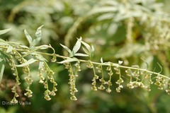 Artemisia nilagirica